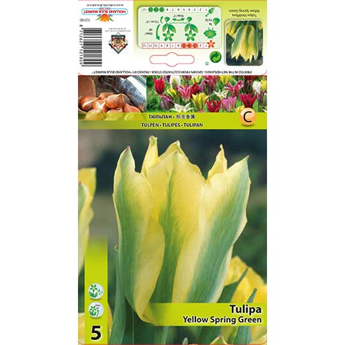 Tulipán Yellow Spring Green obrázek 1 artikel 67735