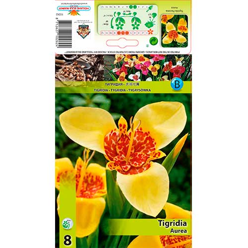 Tygřice Aurea obrázek 1 artikel 70450