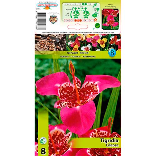 Tygřice Lilacea obrázek 1 artikel 70451