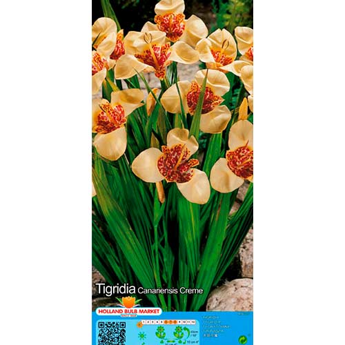 Tygřice (Tigridia) Creme obrázek 1 artikel 76501
