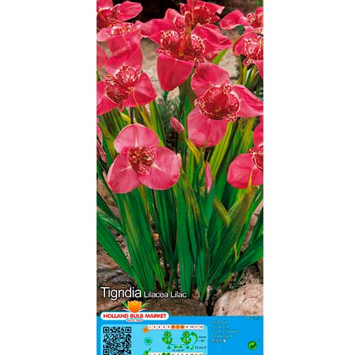 Tygřice (Tigridia) Lilac obrázek 1 artikel 76502