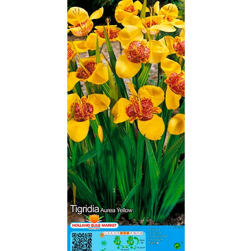 Tygřice (Tigridia) žlutá obrázek 1 artikel 76505