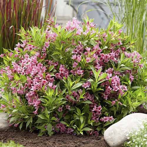 Vajgélie Cappucino ® PBR, C3 obrázek 1 artikel 8588