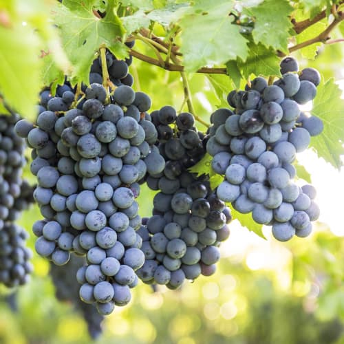 Vinná réva Boskoop Glory obrázek 1 artikel 5561