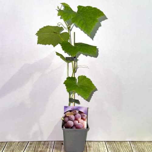 Vinná réva Canadice, Р9 obrázek 2 artikel 5639