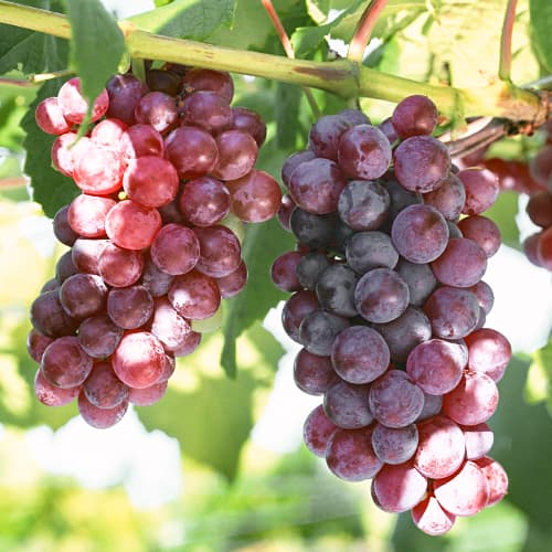 Vinná réva Chrupka Pink artikel fotografie 1 Vinná réva Chrupka Pink obrázek 1 artikel 5562