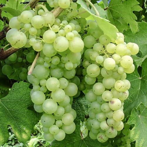 Vinná réva Himrod obrázek 1 artikel 5568