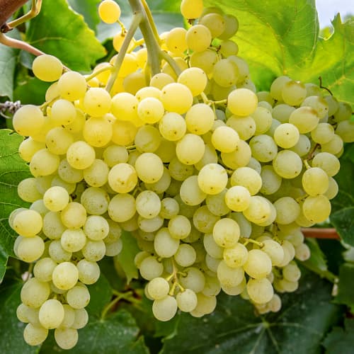 Vinná réva Iza Zaliwska obrázek 1 artikel 5563