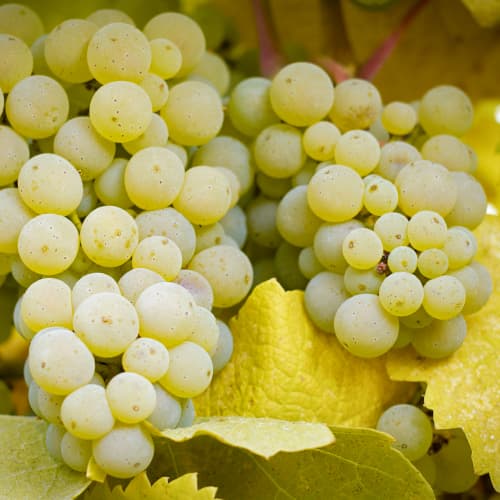 Vinná réva Lilla, Р9 artikel fotografie 1 Vinná réva Lilla, Р9 obrázek 1 artikel 5569