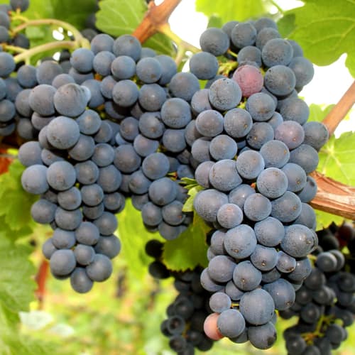 Vinná réva Nero artikel fotografie 1 Vinná réva Nero obrázek 1 artikel 5640