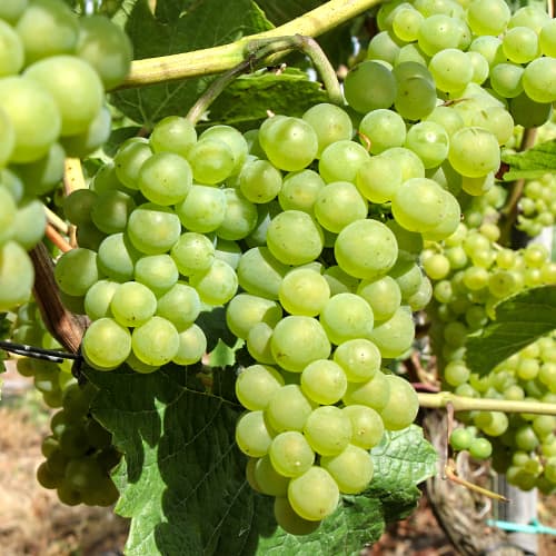 Vinná réva Perła Zalii obrázek 1 artikel 5564