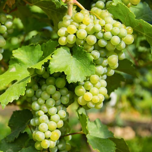 Vinná réva Prim obrázek 1 artikel 5565