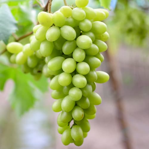 Vinná réva Regina obrázek 1 artikel 5566