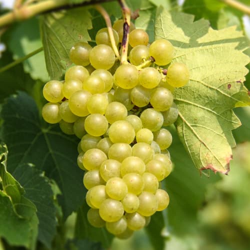 Vinná réva Seneca artikel fotografie 1 Vinná réva Seneca obrázek 1 artikel 5570