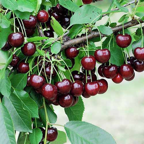 Višeň Achat, С2 obrázek 1 artikel 4848