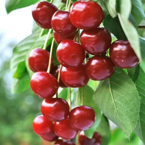 Višeň (columnar) Achat obrázek 1 artikel 2024