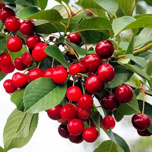 Višeň Florinas, С2 obrázek 1 artikel 1627