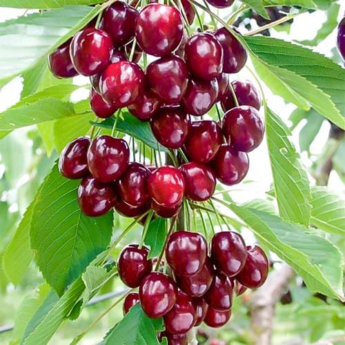 Višno-třešeň sloupovitá Caroline, С2 obrázek 1 artikel 1971