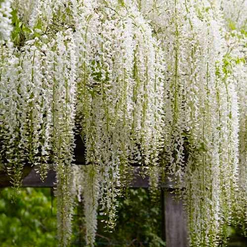 Vistárie Alba obrázek 1 artikel 5629