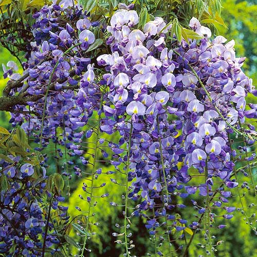 Vistárie Longwood Purple, С2 obrázek 1 artikel 8239