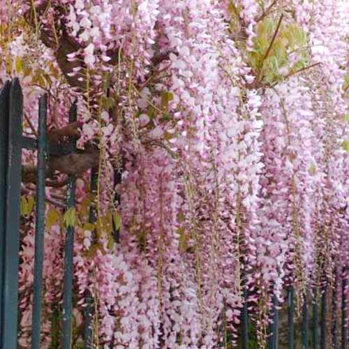 Vistárie Rosea obrázek 1 artikel 5631