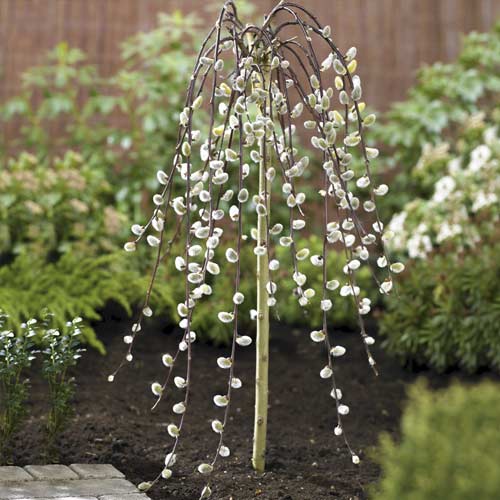 Vrba Kilmarnock, С5 obrázek 1 artikel 7712