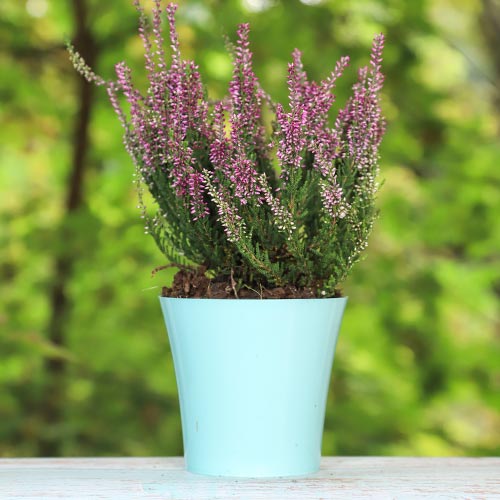 Vřesovec Amethyst artikel fotografie 1 Vřesovec Amethyst obrázek 1 artikel 5425