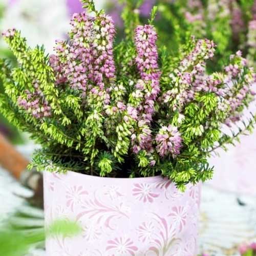 Vřesovec Darley Dale obrázek 1 artikel 5596