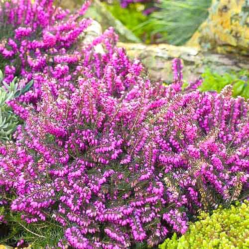 Vřesovec Kramer's Rote obrázek 1 artikel 76690