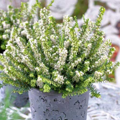 Vřesovec White Perfection obrázek 1 artikel 76691