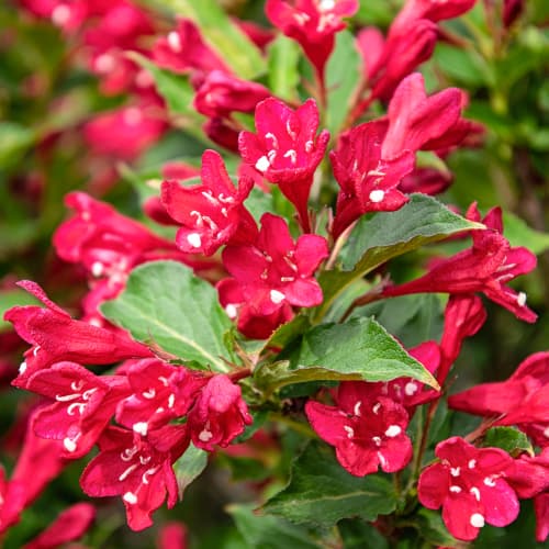 Weigela All Summer Red, С2 artikel fotografie 1 Weigela All Summer Red, С2 obrázek 1 artikel 8270