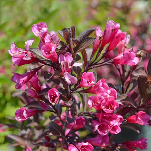 Weigela florida Wine and Roses Alexandra, С2 artikel fotografie 1 Weigela florida Wine and Roses Alexandra, С2 obrázek 1 artikel 8271