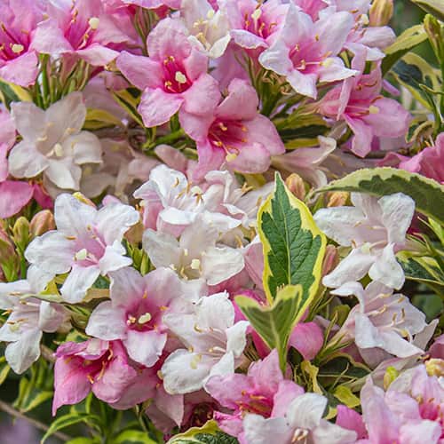 Weigela Magical® Rainbow, С2 artikel fotografie 1 Weigela Magical® Rainbow, С2 obrázek 1 artikel 8272