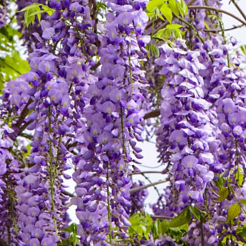 Wisteria floribunda Royal Purple, С2 artikel fotografie 1 Wisteria floribunda Royal Purple, С2 obrázek 1 artikel 8276
