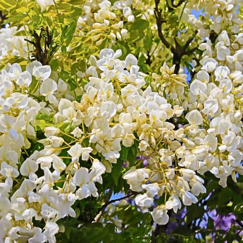 Wisteria macrostachya Clara Mack, С2 artikel fotografie 1 Wisteria macrostachya Clara Mack, С2 obrázek 1 artikel 8280