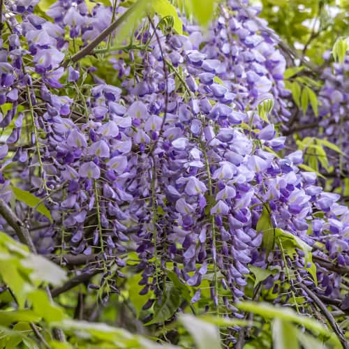 Wisteria sinensis Amethyst, С2 artikel fotografie 1 Wisteria sinensis Amethyst, С2 obrázek 1 artikel 8281