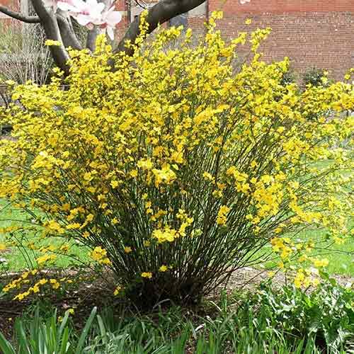 Zákula japonská Golden Guinea obrázek 1 artikel 9587