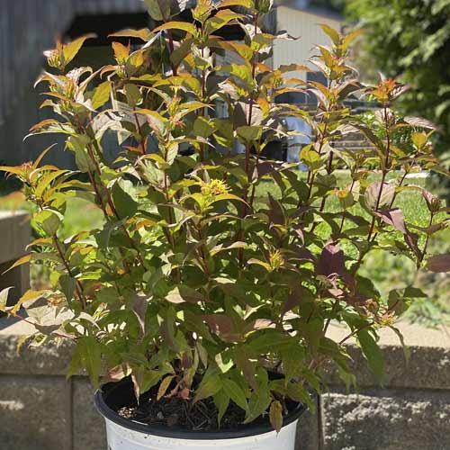 Zanice potoční Kodiak Red ®, C3 obrázek 1 artikel 8525