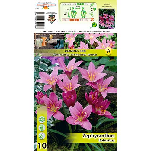 Zefýrovec robustní artikel fotografie 1 Zefýrovec robustní obrázek 1 artikel 70457