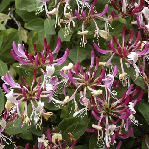 Zimolez Fragrant Cloud PBR, С2 artikel fotografie 1 Zimolez Fragrant Cloud PBR, С2 obrázek 1 artikel 8230