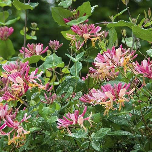 Zimolez Heckrottův Goldflame, С2 obrázek 1 artikel 8231