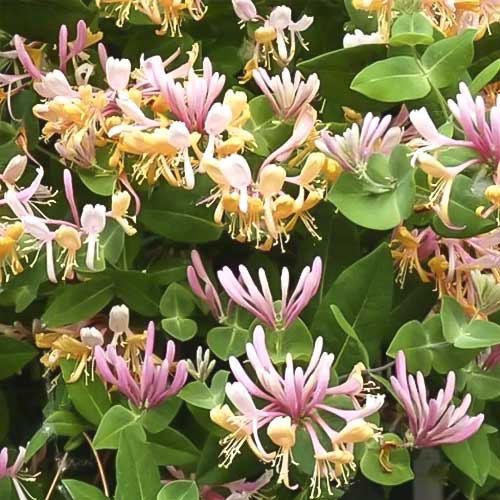 Zimolez Inga, С2 obrázek 1 artikel 8228