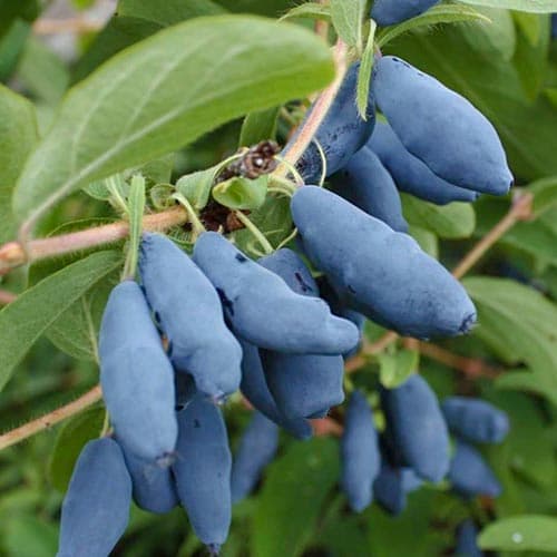 Zimolez kamčatský Doch Velikana obrázek 1 artikel 4697