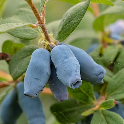 Zimolez kamčatský Duet, P9 obrázek 1 artikel 9227