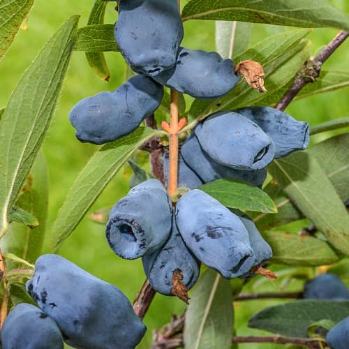 Zimolez kamčatský Honeybee, P9 artikel fotografie 1 Zimolez kamčatský Honeybee, P9 obrázek 1 artikel 1586