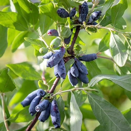 Zimolez kamčatský Morena artikel fotografie 1 Zimolez kamčatský Morena obrázek 1 artikel 9308