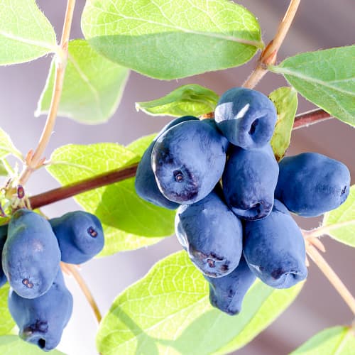 Zimolez kamčatský Sinogłaska, P9 obrázek 1 artikel 9228