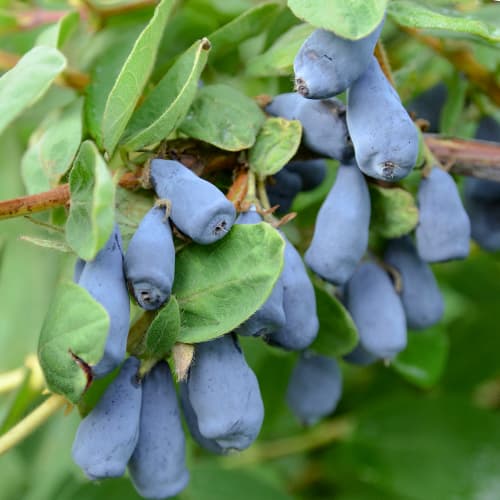 Zimolez kamčatský Wojtek, P9 artikel fotografie 1 Zimolez kamčatský Wojtek, P9 obrázek 1 artikel 9328