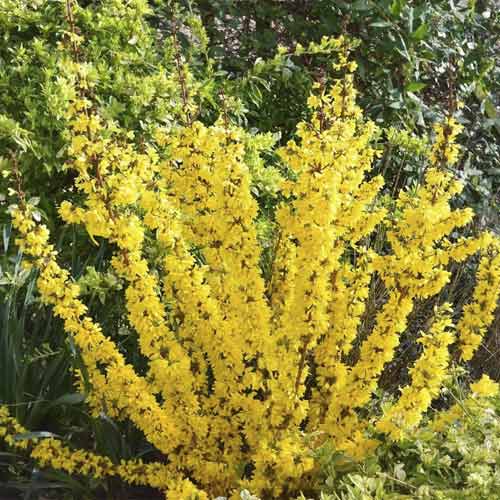 Zlatice Mikador PBR, C3 artikel fotografie 1 Zlatice Mikador PBR, C3 obrázek 1 artikel 8537