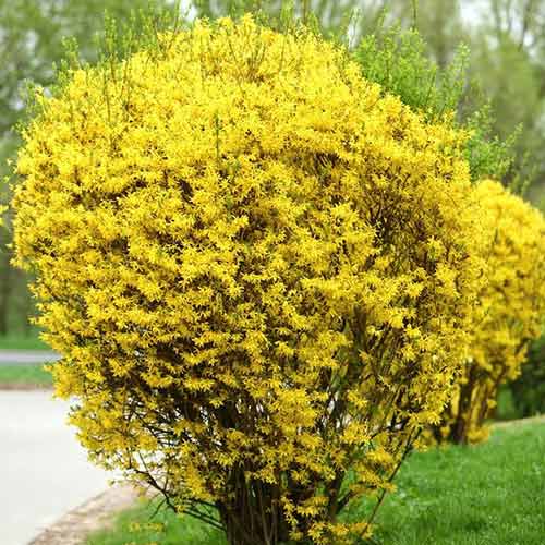 Zlatice prostredná Goldzauber artikel fotografie 1 Zlatice prostredná Goldzauber obrázek 1 artikel 9182